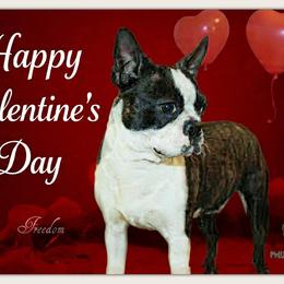 Freedom - Boston Terrier