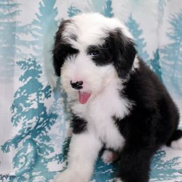 Sheepadoodle Puppies from Mulberry Ride Doodles