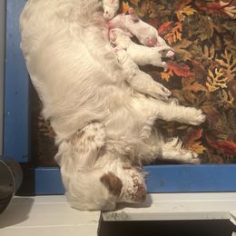 Clumber Spaniel Puppies from Briton Clumber Spaniels