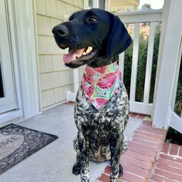 German Shorthaired Pointers from JAM'D Up Kennels