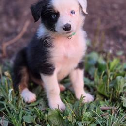 Boy 3 - Black tri-color male Australian Shepherd puppy in Keyser, West Virginia from Heartfelt Hollow Farm