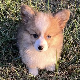 Pembroke Welsh Corgis from TLC Corgie’s