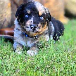Australian Shepherd Puppies from Steady Aim Aussies