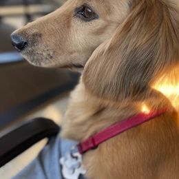 Dachshunds from Rosehill Dachshunds