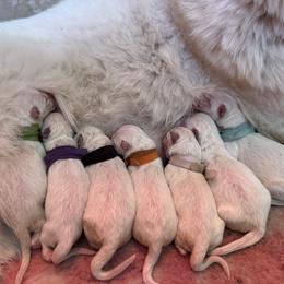 Girl 1 - White female German Shepherd puppy in Bexar County, Texas from Scenic Creek German Shepherds and White Swiss Shepherds