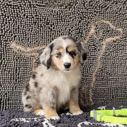 Boy 1 - Miniature Australian Shepherd puppy in Muldrow, Oklahoma from 3B Aussies