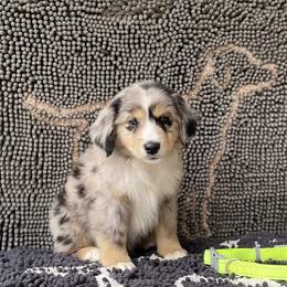 Boy 1 - Miniature Australian Shepherd puppy in Muldrow, Oklahoma from 3B Aussies