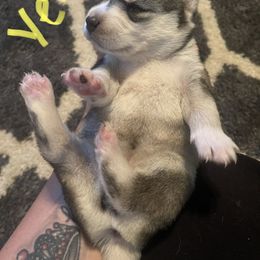 Siberian Husky Puppies from Alexandra's Siberian Huskies