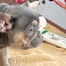 French Bulldogs from Kederrius Duncan's French Bulldogs