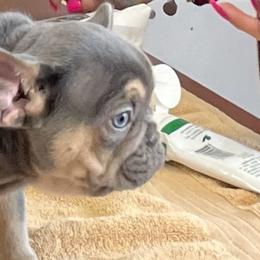 French Bulldogs from Kederrius Duncan's French Bulldogs