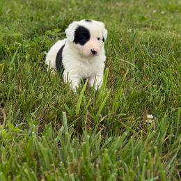 Dart - Black and white male Border Collie puppy in Owenton, Kentucky from Three16 Ranch