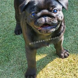 Pug Puppies from Companion Pups