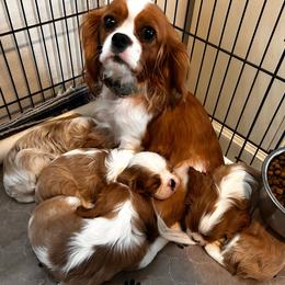 Sasha - Cavalier King Charles Spaniel