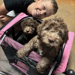 Lagotto Romagnolo Puppies from Lagotti di Mesilla