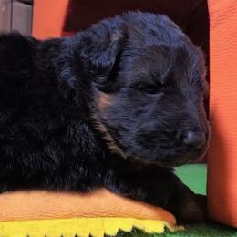 Winston - Orange Collar - Black and red male German Shepherd puppy in Charlotte, North Carolina from Zuflucht K9s