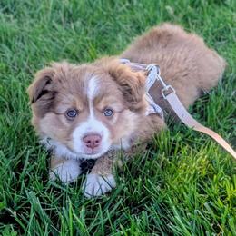 Briar - Red tri-color male Miniature American Shepherd puppy in Harrisonville, Missouri from Trailside Mini Aussies