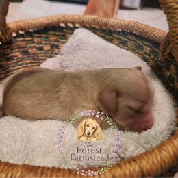 Dachshund Puppies from Forest Farmstead Dachshunds