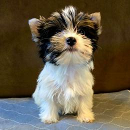 Reggie - Parti male Yorkshire Terrier puppy in Santa Clarita, California from Pixieland Yorkshire Terriers