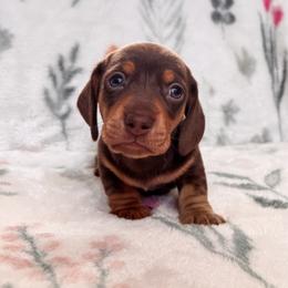 Bean - Chocolate and cream male Dachshund puppy in Jacksonville, Florida from Florida Dippin’ Dachshunds & Aussiedoodles