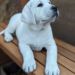 Labrador Retriever Puppies from White River Labradors