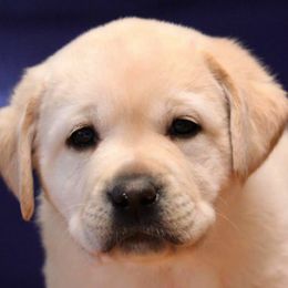 Labrador Retriever Puppies from Lonedove Kennels