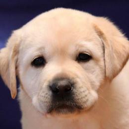 Labrador Retriever Puppies from Lonedove Kennels