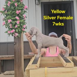 Weimaraner Puppies from So-IN Weimaraner's