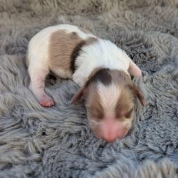 AKC Chocolate Dapple Piebald Boy 1 - Dapple male Dachshund puppy in Choctaw, Oklahoma from TS Performance Horses & Dachshunds
