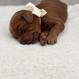 Australian Labradoodle Puppies from Liberty Hill Labradoodles