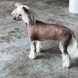 Einstein - Chinese Crested