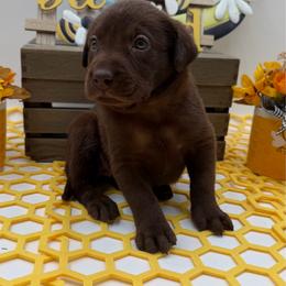 Teal - Chocolate female Labrador Retriever puppy in Heath Springs, South Carolina from Rich Hill Retrievers