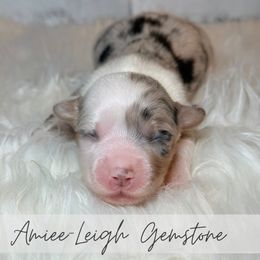 Amiee-Leigh Gemstone - Blue merle and white female American Corgi puppy in Greenwood, Indiana from Witch Creek Corgis
