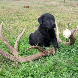 Labrador Retriever Puppies from Deer Creek sport dogs