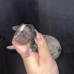 John Dutton - Dapple male Dachshund puppy in Liberty, Mississippi from Liberty Oaks Aussies and Dachshunds