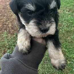 Samuel - Black and silver male Miniature Schnauzer puppy in West Point, Nebraska from Canyon Rose Schnauzers