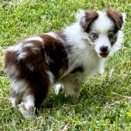 D'arcy - Red merle female Miniature Australian Shepherd puppy in Patterson, North Carolina from DreamLine Aussies