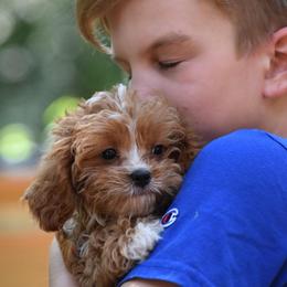Purple girl - Red female Cavapoo puppy in Waukesha, Wisconsin from Bernedoodle Boutique (and Cavapoos)