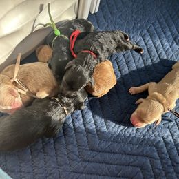 Goldendoodle puppies from Jaeckels Doodles