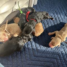 Goldendoodle puppies from Jaeckels Doodles