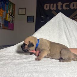 Blue Collar Male - Fawn male Perro de Presa Canario puppy in Raleigh, North Carolina from Kings Court Kennel