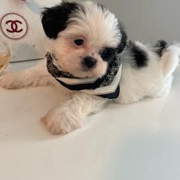 Morticia - Black and white female Shih Tzu puppy in Fredericksburg, Virginia from Pumpkin Patch Pups