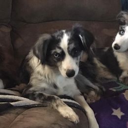 Chihuahuas and Toy Australian Shepherds from TNT Toy Aussies