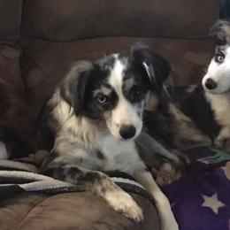 Chihuahuas and Toy Australian Shepherds from TNT Toy Aussies