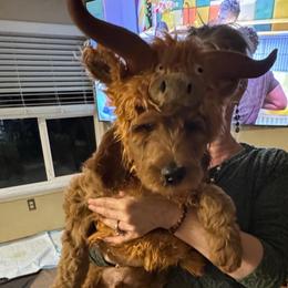 Jack Skeleton - de Orange collar - Apricot male Goldendoodle puppy in Puyallup, Washington from Dawnie’s Doodles