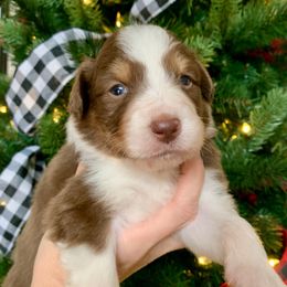 Boy 2 - Red tri-color male Australian Shepherd puppy in Quebeck, Tennessee from KC Aussies TN