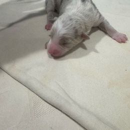 F1 - Lilac merle female Border Collie puppy in Meridian, Mississippi from Border Hollow Border Collies