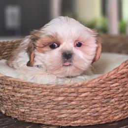 Bruno - Brindle and white male Shih Tzu puppy in Hartville, Missouri from Petty Paws