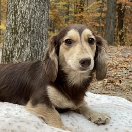 Chop - Dachshund