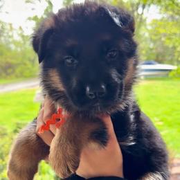 Caia - Black and red female German Shepherd puppy in Canton, Texas from WILDWOOD GERMAN SHEPHERDS