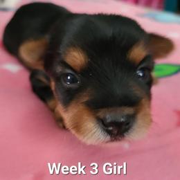 Girl 1 - Black and tan female Yorkshire Terrier puppy in Adams, North Dakota from Mathiasons Little Barkers